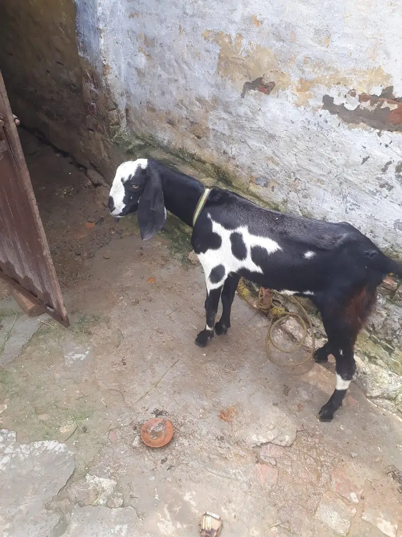 Desi mix bakra — photo 7