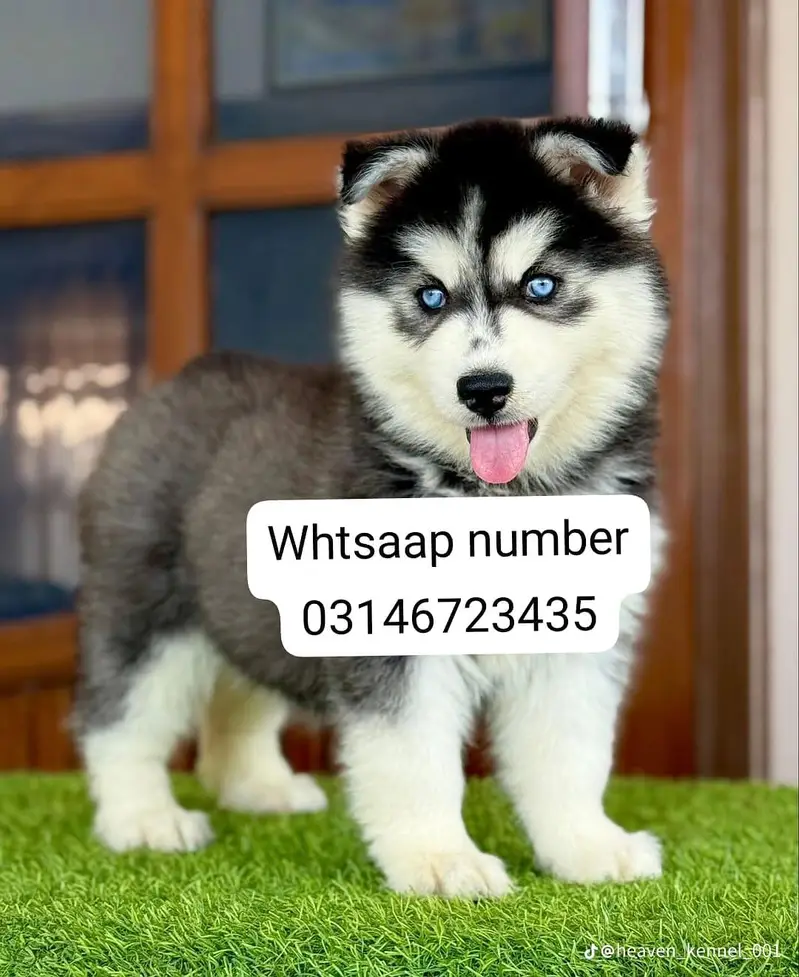 Siberian husky fore sale