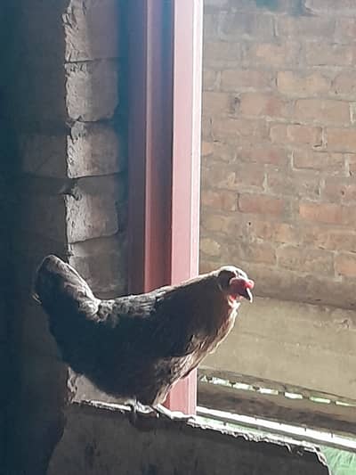 Eggs daiti hn 3nu murgian.