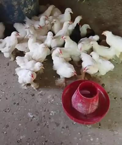 White bantam