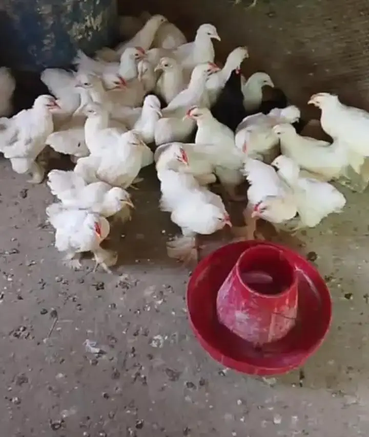White bantam