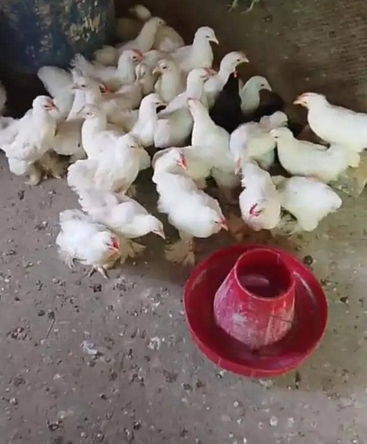 White bantam 1