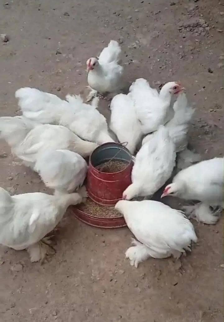 White bantam 2