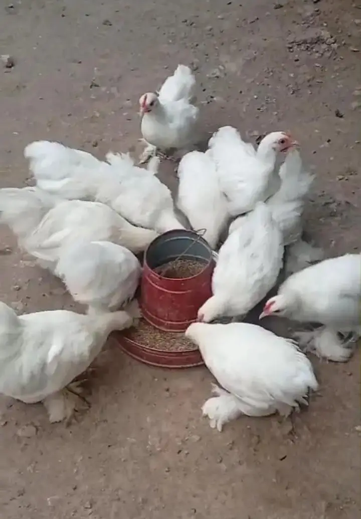 White bantam — photo 3