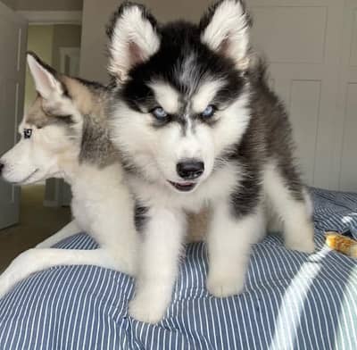 Siberian husky puppies dog for sale