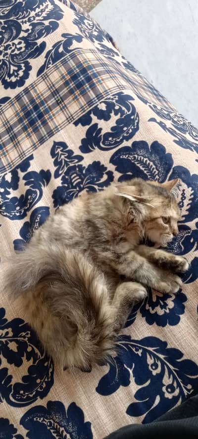 persian kitten for sale