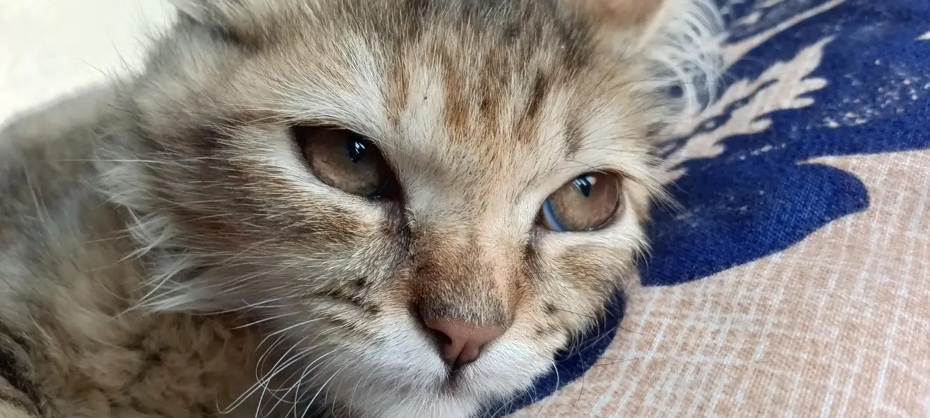 persian kitten for sale — photo 2