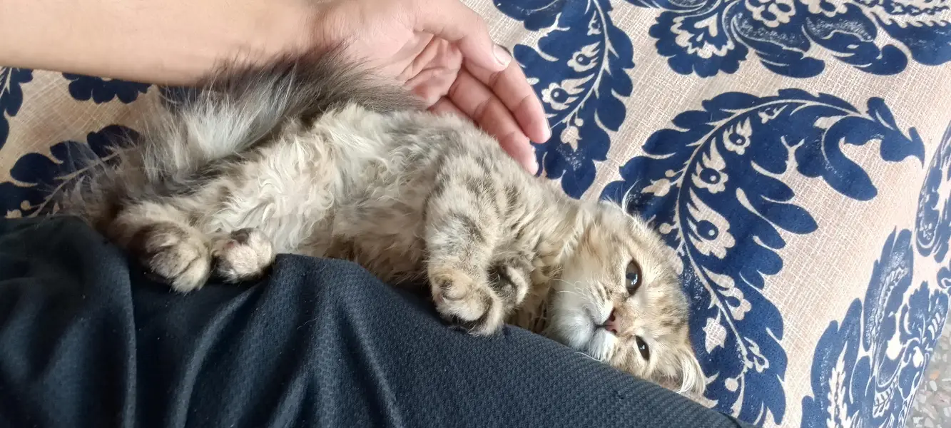 persian kitten for sale — photo 3
