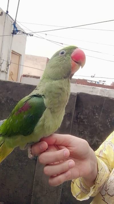 Kashmir Raa Parrot