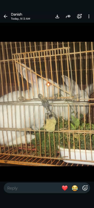 white red eyes rabbit