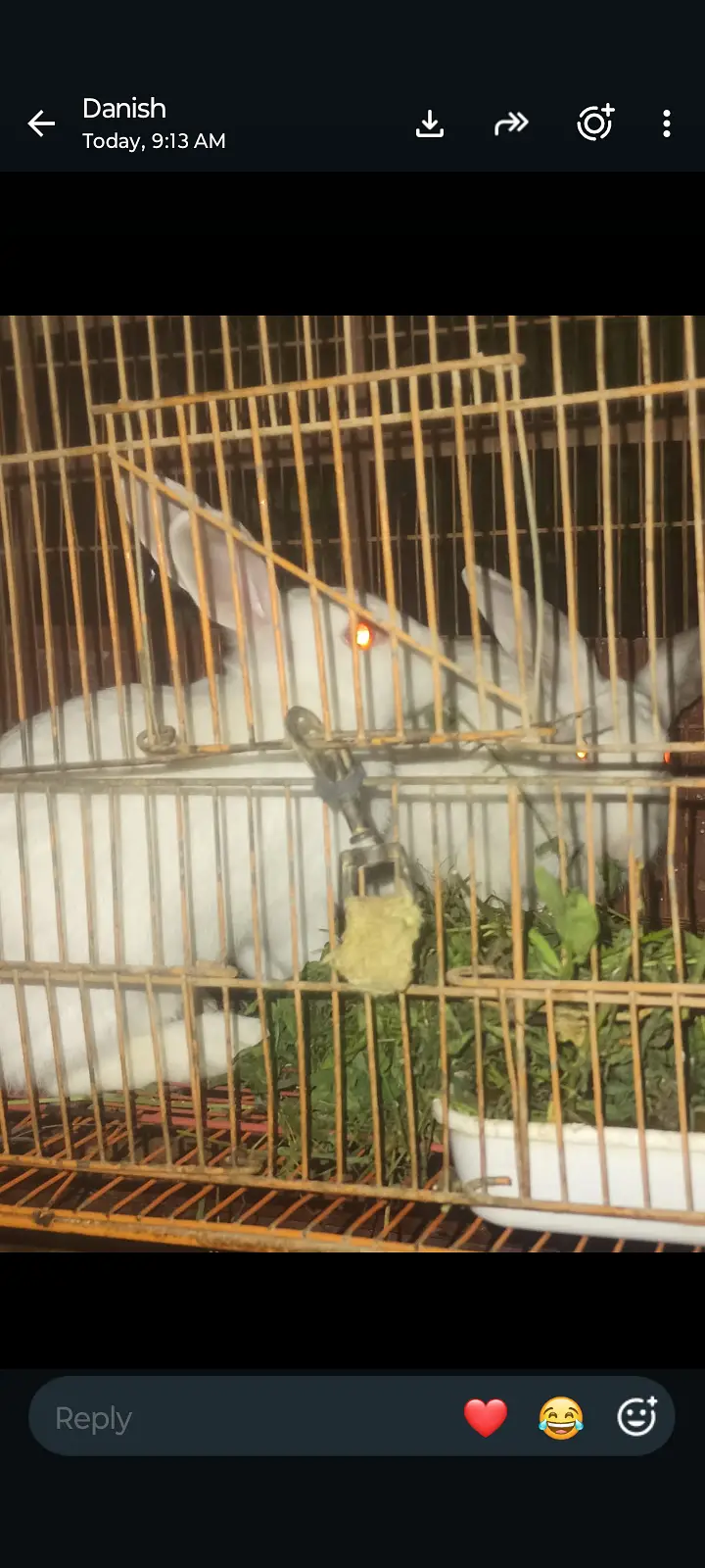 white red eyes rabbit