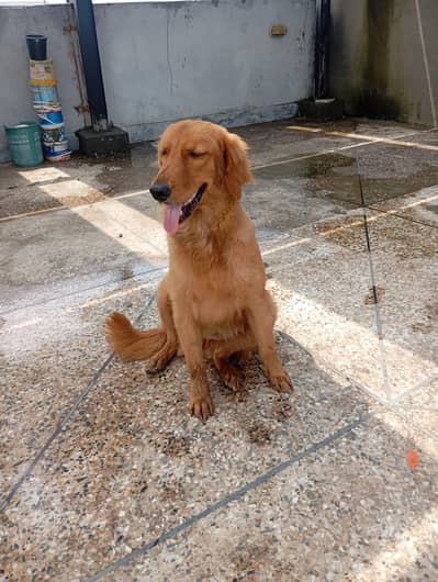 golden retriever