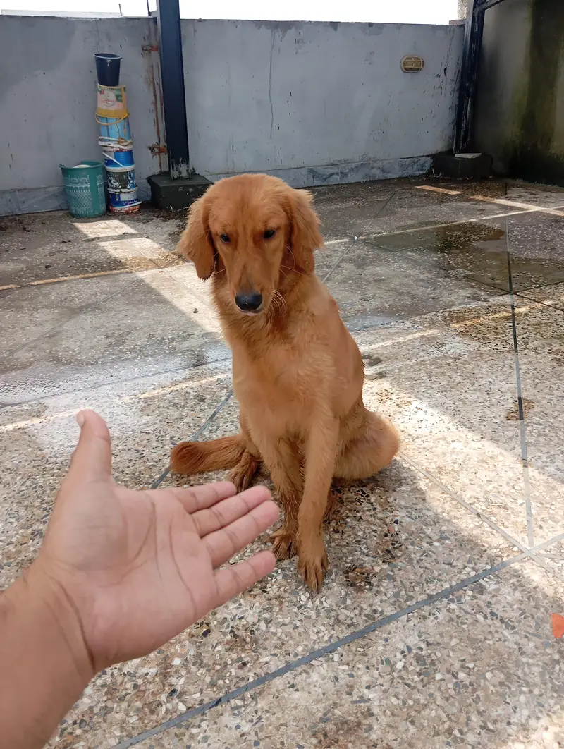 golden retriever — photo 2