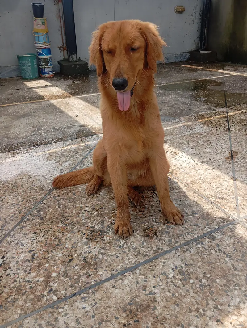 golden retriever — photo 3