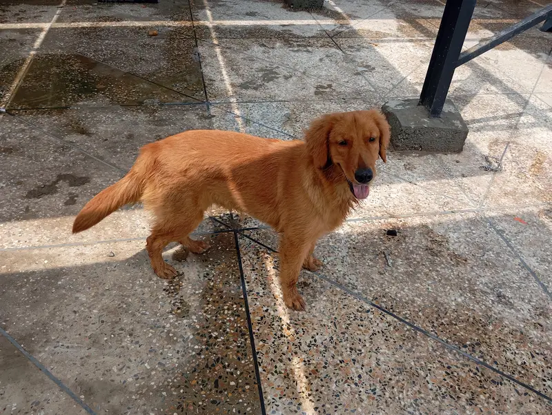 golden retriever — photo 4
