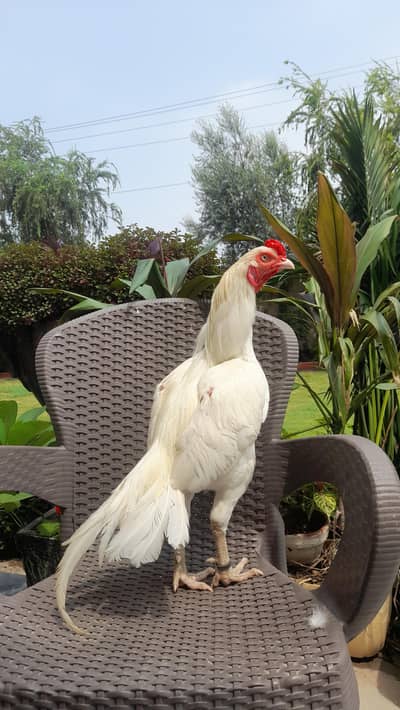 Top Quality paper white Heera Aseel male Available