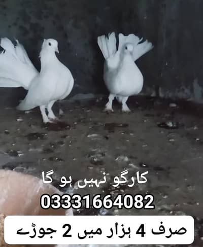 Lucky Pigeon Pair for sale 03331664082