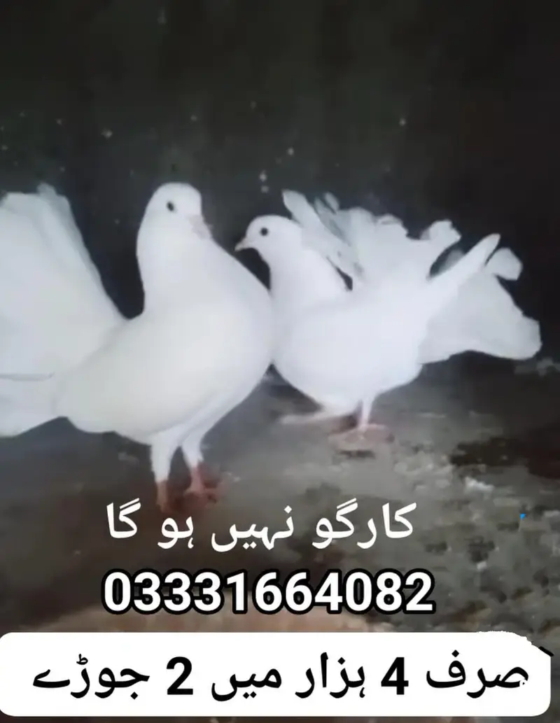 Lucky Pigeon Pair for sale 03331664082 — photo 2