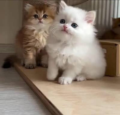 Persian Female kitten for sale 03243854//778