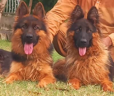 Triple coat high-class German shepherd Pair