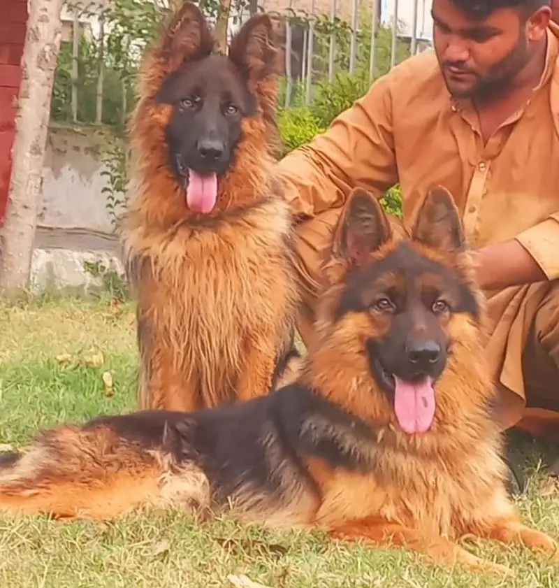 Triple coat high-class German shepherd Pair — photo 2