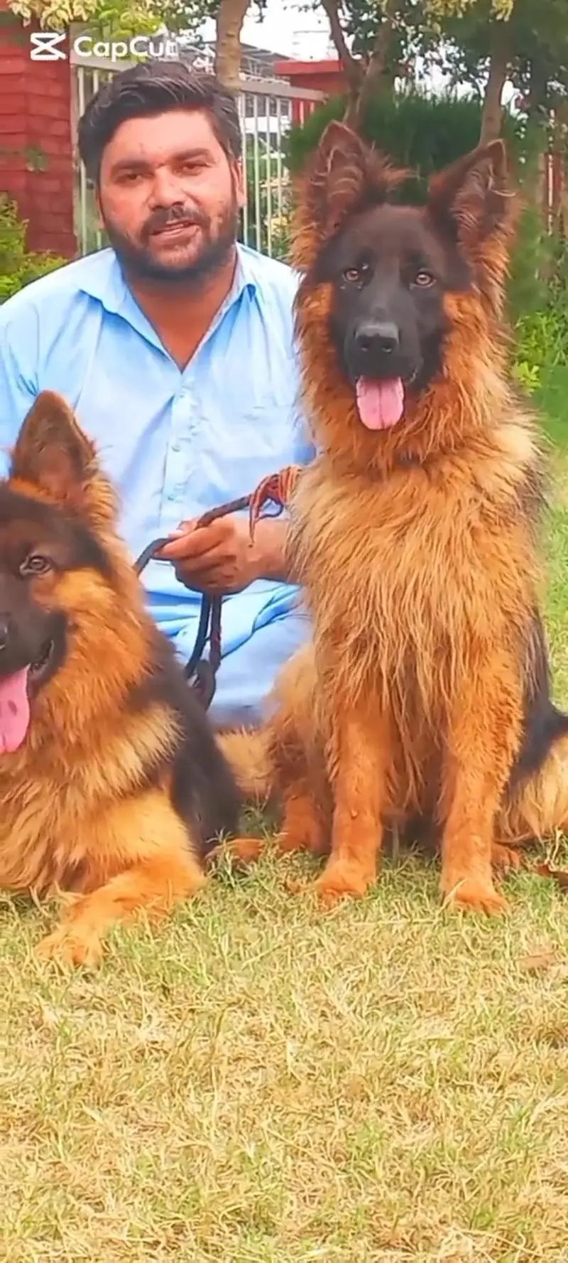 Triple coat high-class German shepherd Pair — photo 3