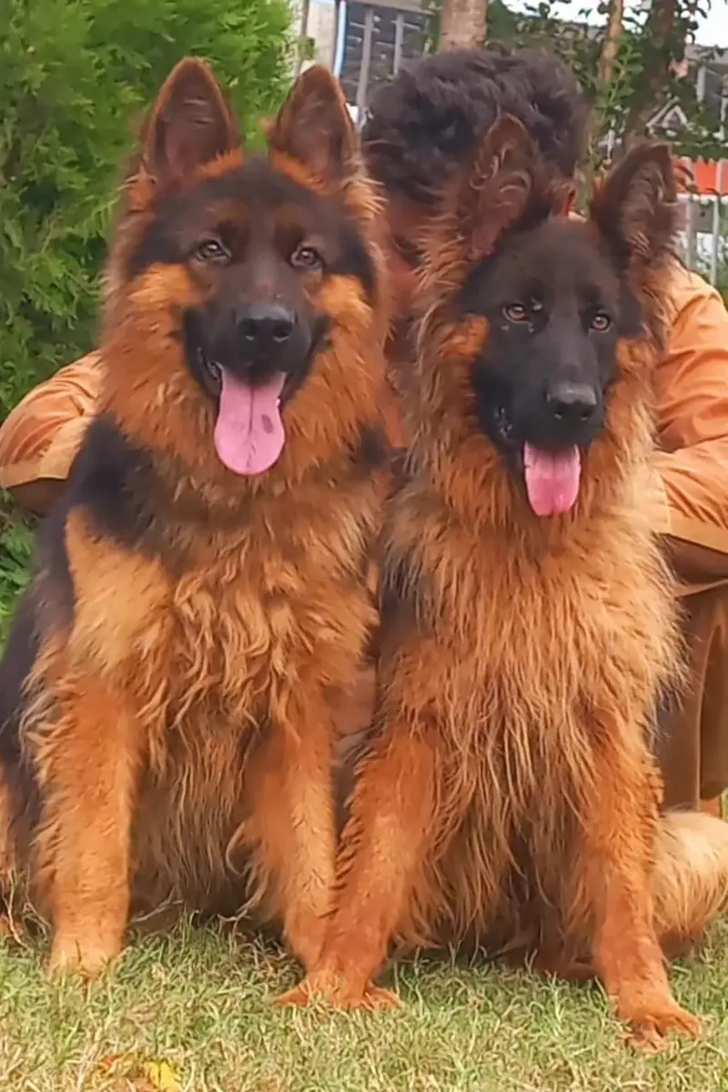 Triple coat high-class German shepherd Pair — photo 4