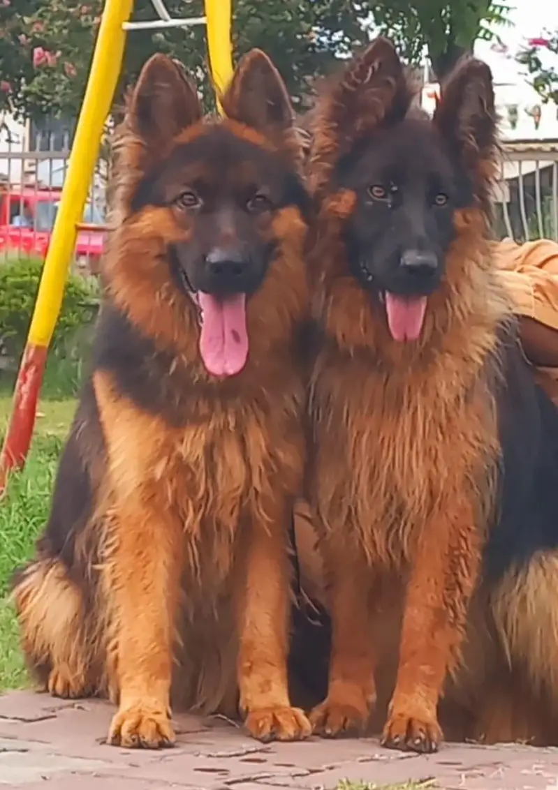 Triple coat high-class German shepherd Pair — photo 5