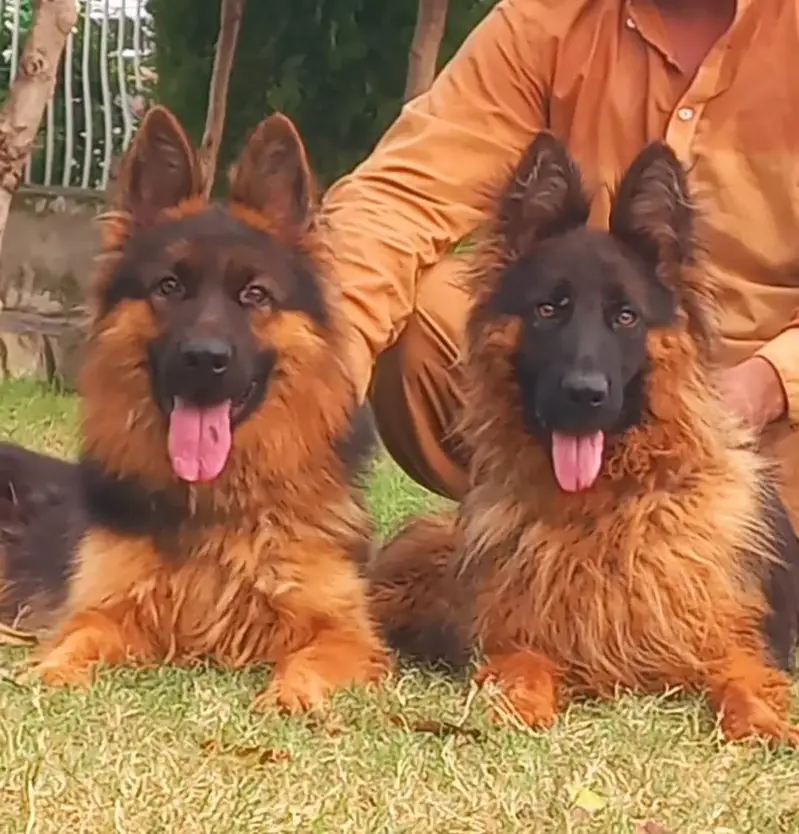 Triple coat high-class German shepherd Pair — photo 6