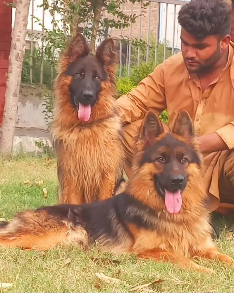 Triple coat high-class German shepherd Pair — photo 7
