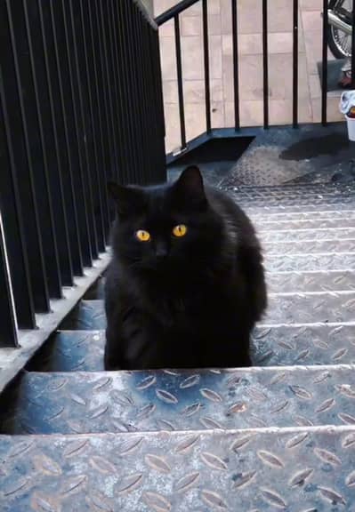 Persian Cat signal coat