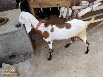 goats