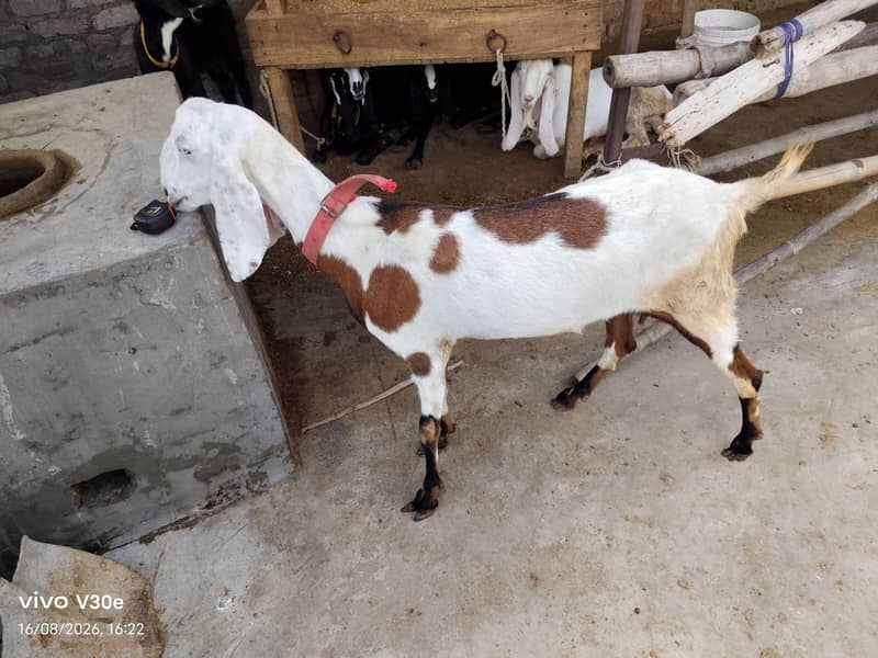 goats 0