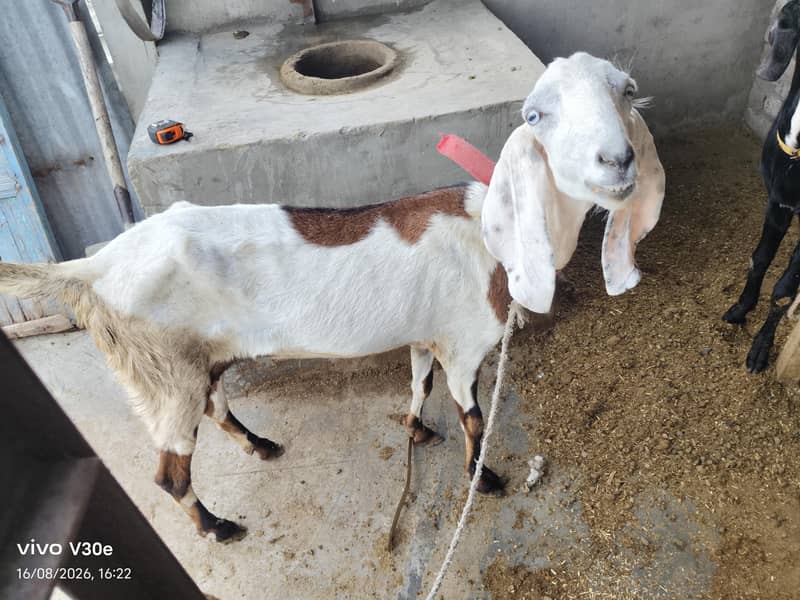 goats 1