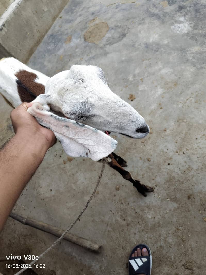goats 2