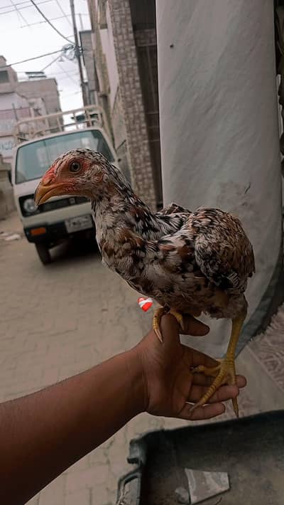 ماہ کی خالص اصیل میانوالی ہینز برائے فروخت
