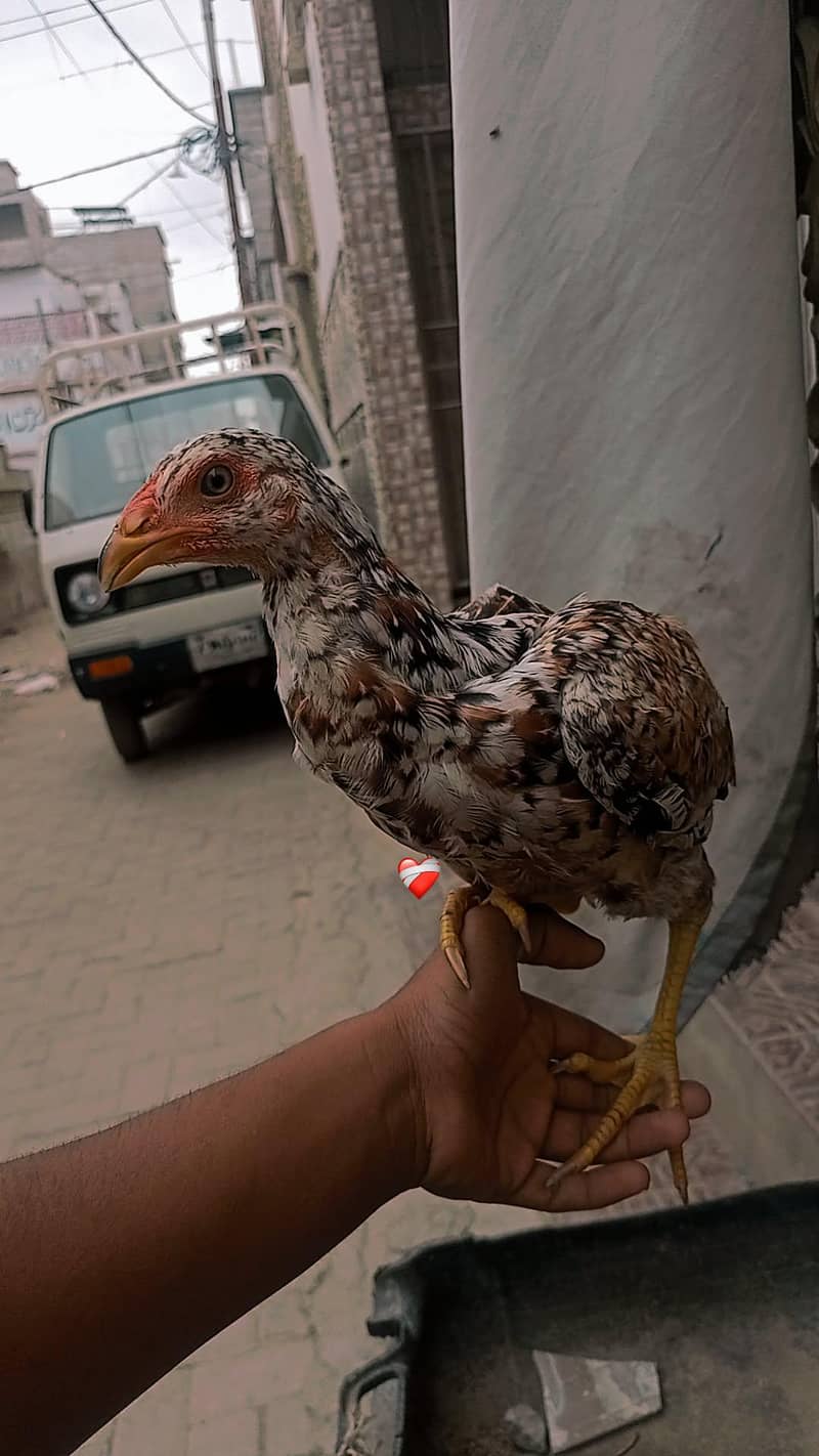 ماہ کی خالص اصیل میانوالی ہینز برائے فروخت 0
