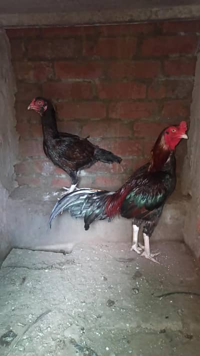 mianwali seal pair