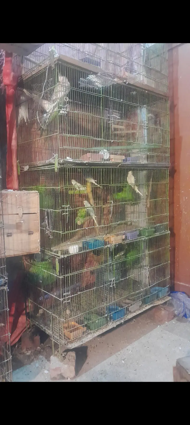 parrots cages — photo 3