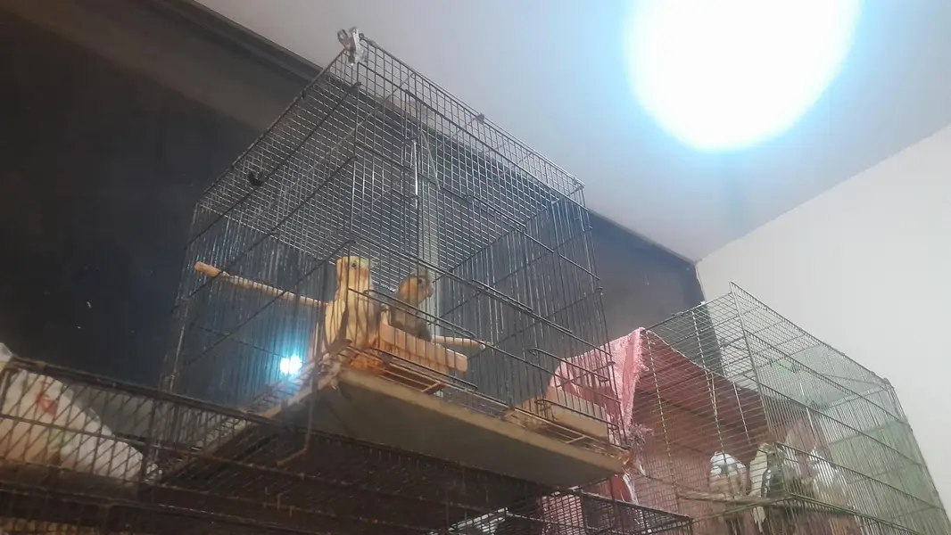 parrots cages — photo 4