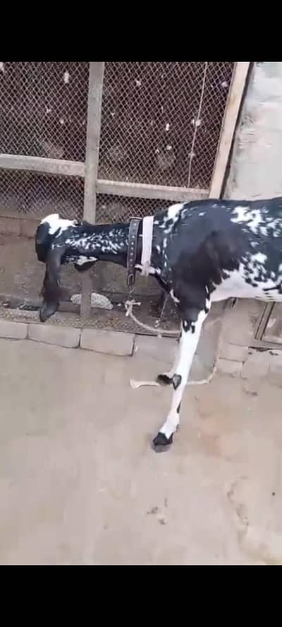 Desi bakri