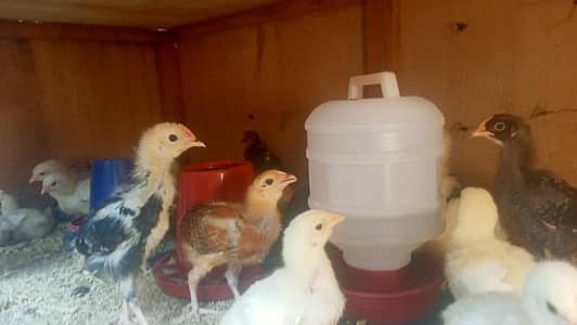Golden misiri chuza vaccinated