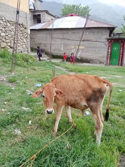 Cow for sell