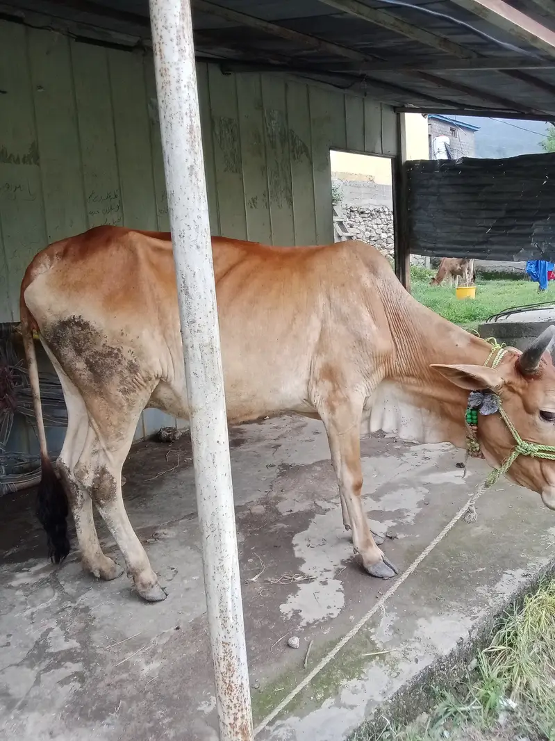 Cow for sell — photo 2