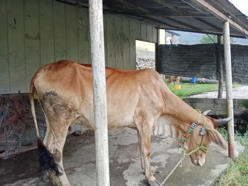 Cow for sell — photo 3