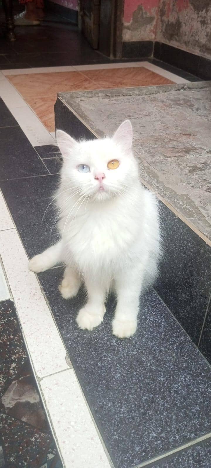 Persian cat 0