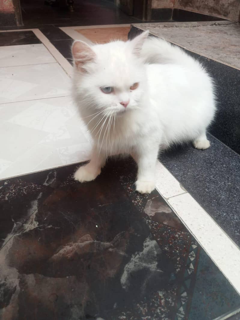 Persian cat 1