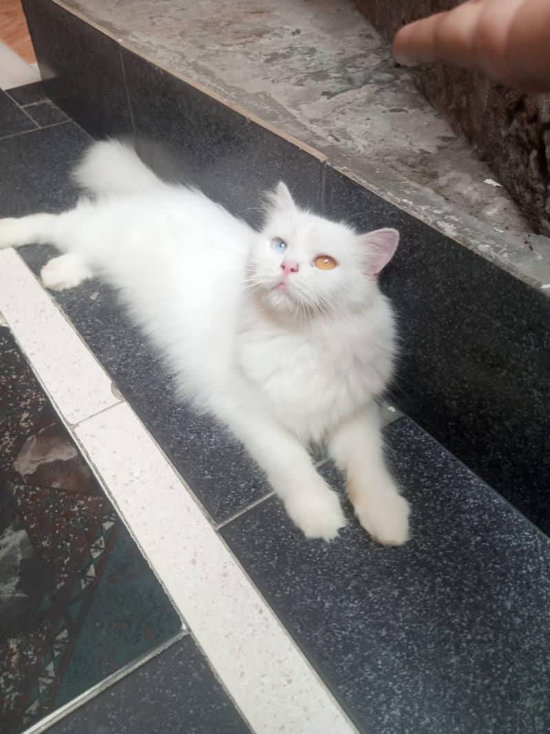Persian cat 2