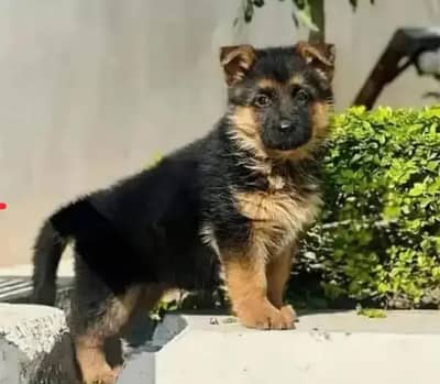 German Shepherd Puppy | Long Coat