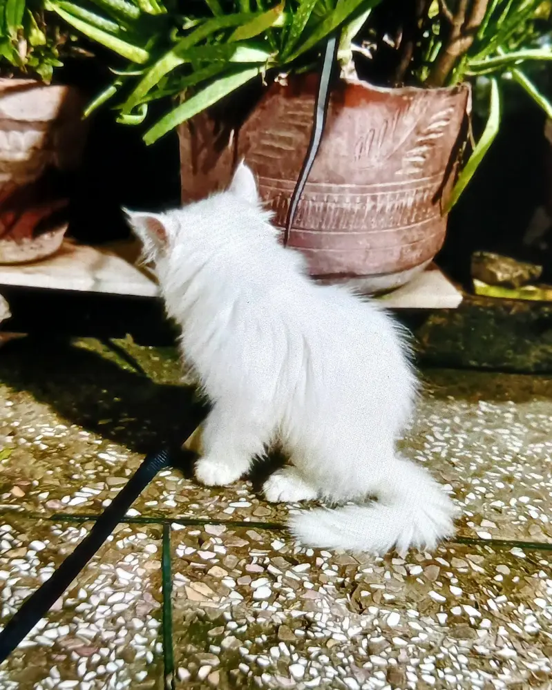 Persian kittens | triple Coat | Snow White | Fluffy Cat